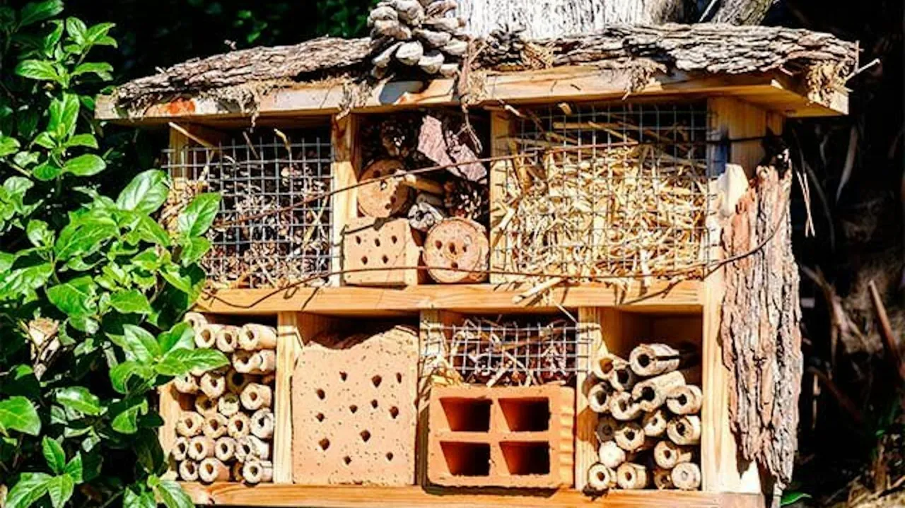 Zdjęcie Jak zbudować domek na owady: 5 prostych kroków dla ogrodników