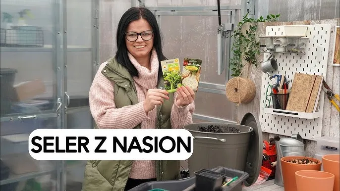 Zdjęcie Jak siać seler, aby uniknąć najczęstszych błędów w uprawie