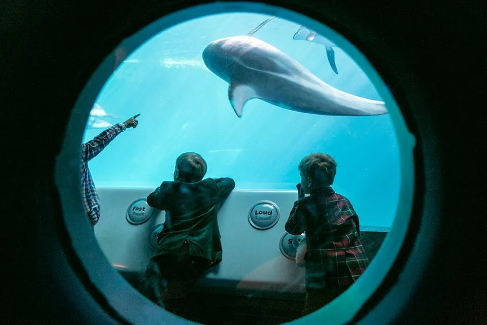 Zdjęcie Oceanarium w Chicago: Niezapomniane atrakcje i morskie zwierzęta