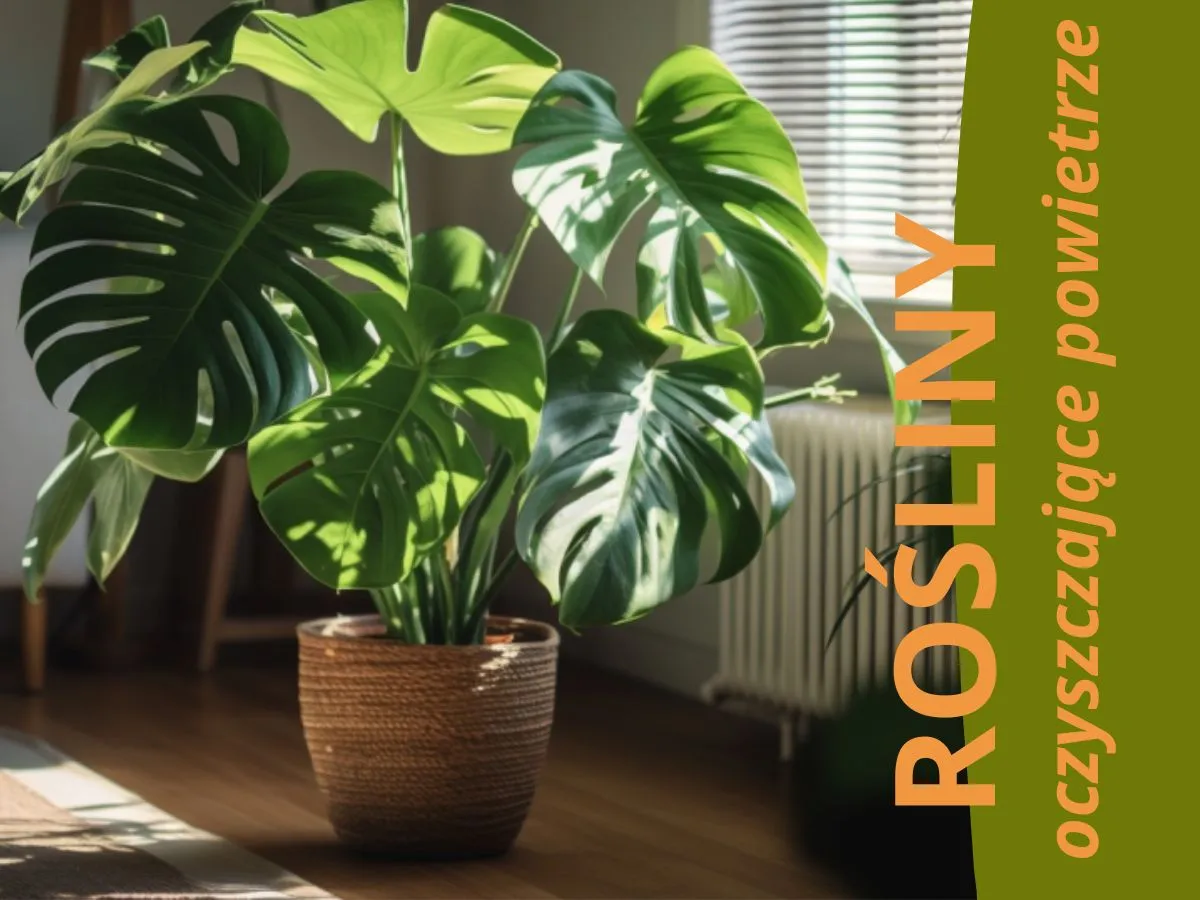 Zdjęcie Czy kwiaty doniczkowe uczulają? Dowiedz się, które rośliny są bezpieczne