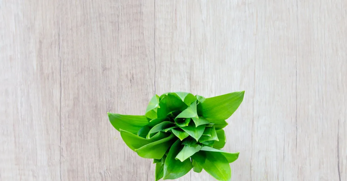 Zdjęcie Maślaki w zalewie octowej – przepis na aromatyczną marynatę