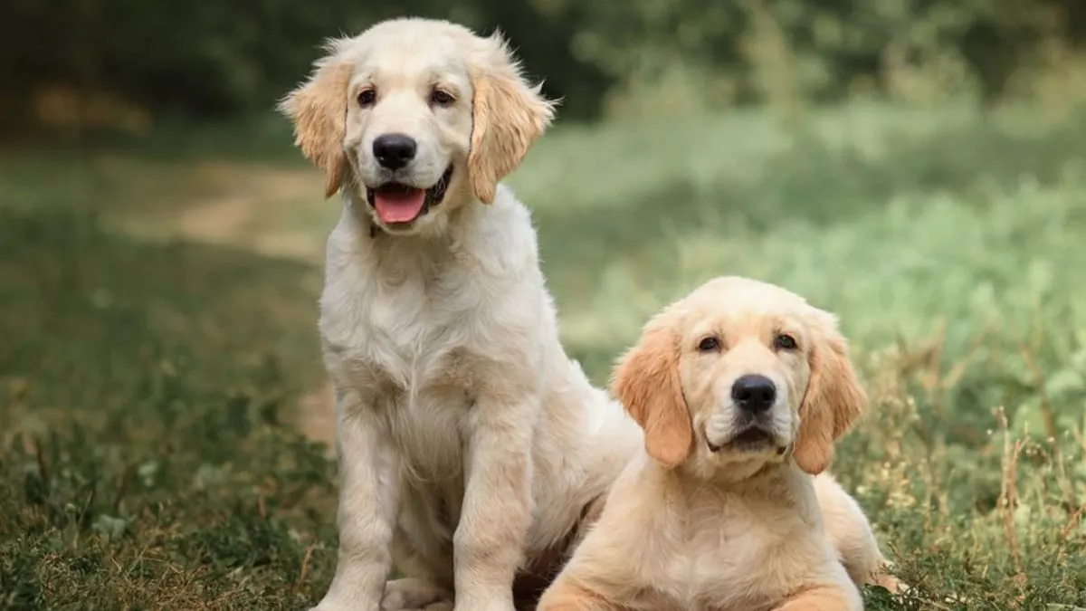 Zdjęcie Dla kogo golden retriever? Poznaj idealnego właściciela psa