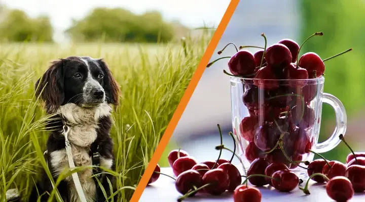 Zdjęcie Czy pies może jeść czereśnie? Uważaj na niebezpieczeństwa i zasady