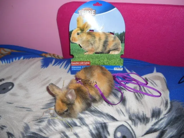 Zdjęcie Czy szelki dla królika są dobre? Poznaj ważne zasady bezpieczeństwa