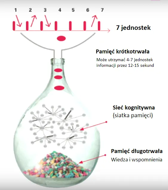 Zdjęcie Jak poligloci uczą się języków i utrzymują ich biegłość codziennie