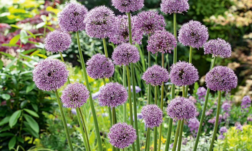 Zdjęcie Jak przycinać czosnek ozdobny? Poradnik krok po kroku