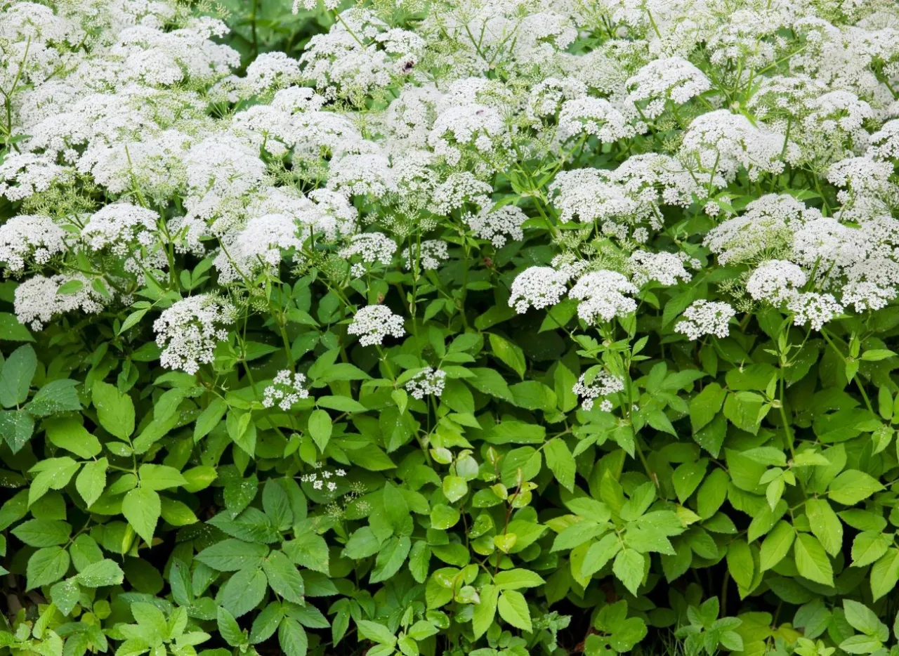 Zdjęcie Skuteczne sposoby, jak pozbyć się podagrycznika z ogrodu raz na zawsze