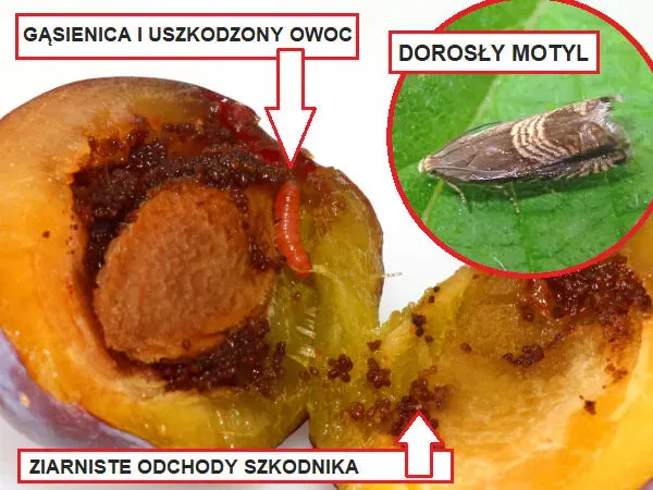 Zdjęcie Kiedy opryskiwać śliwy, aby skutecznie chronić przed szkodnikami?