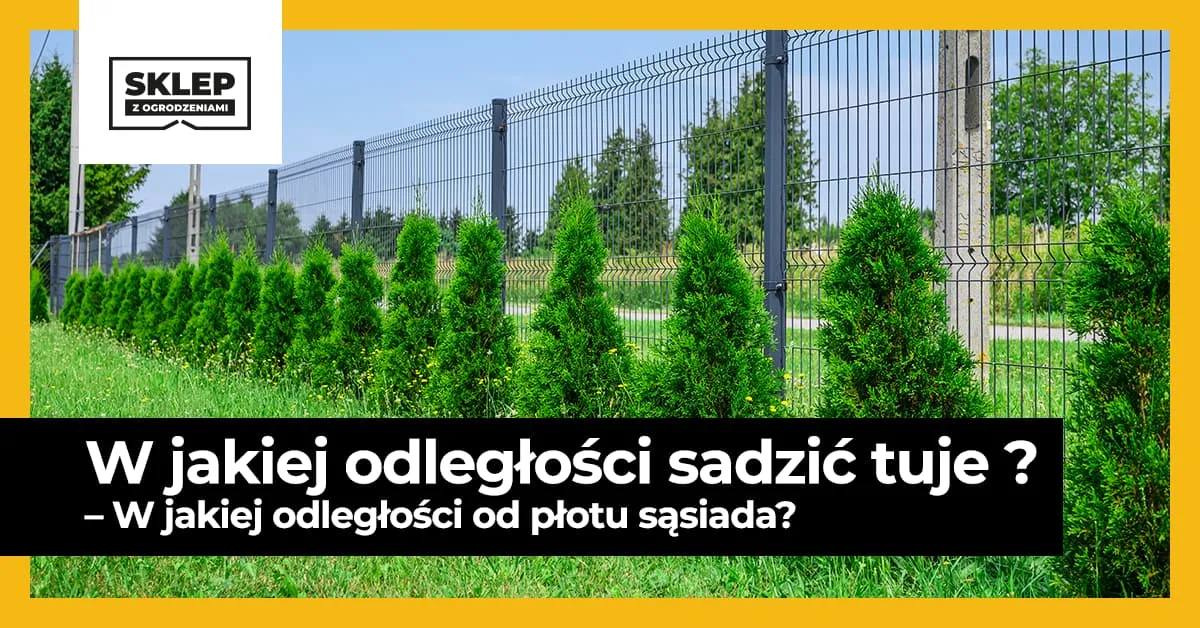 Zdjęcie Odległość tui od płotu: Ile sadzić, by uniknąć problemów?