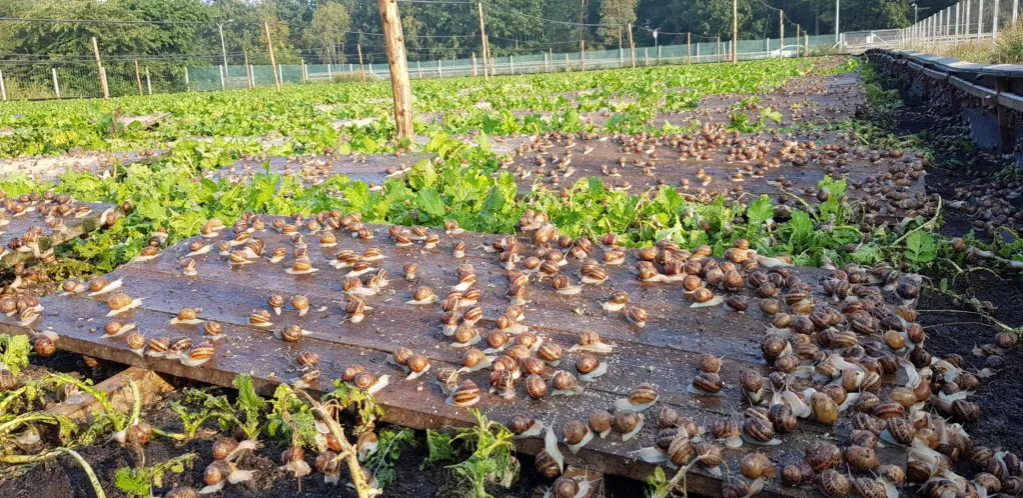 Zdjęcie Jak wygląda hodowla ślimaków - kluczowe zasady i praktyki dla początkujących