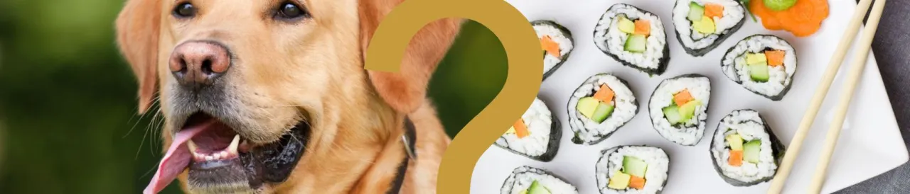 Zdjęcie Czy pies może jeść sushi? Jakie ryzyka i zasady warto znać?