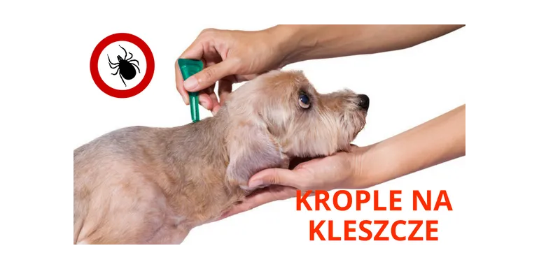 Zdjęcie Jak stosować krople na kleszcze dla psa, aby uniknąć problemów zdrowotnych