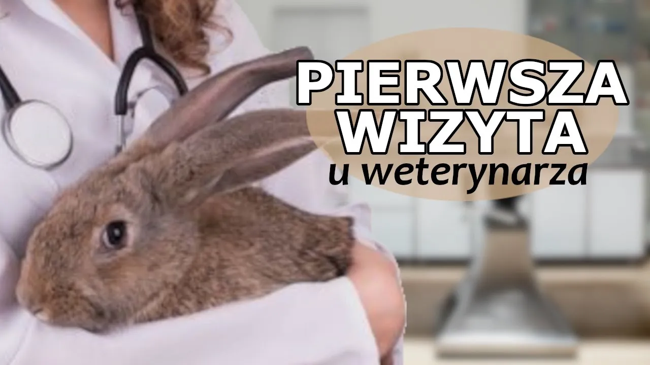 Zdjęcie Czy z królikiem trzeba chodzić do weterynarza? Poznaj kluczowe fakty