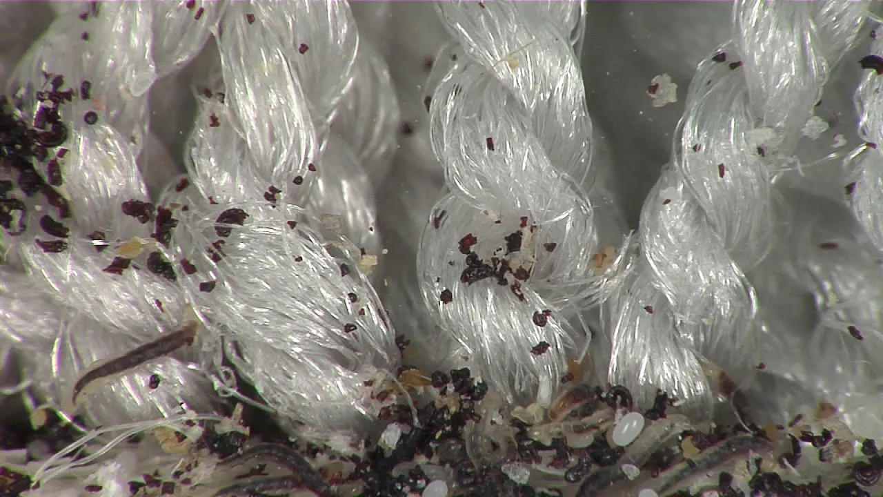 Zdjęcie Cómo identificar y eliminar larvas de pulgas en tu hogar eficazmente