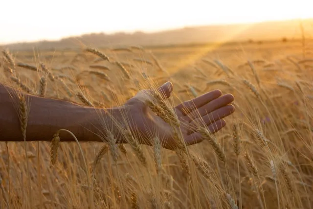 Zdjęcie Jakie zboża nie mają glutenu – uniknij problemów zdrowotnych