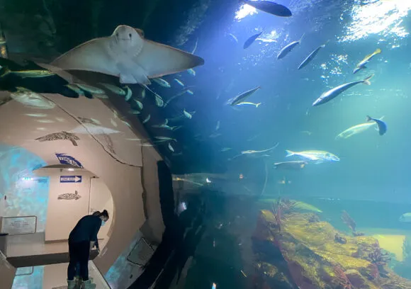 Zdjęcie Oceanarium w Wiedniu: Fascynujące atrakcje i ciekawe zwierzęta