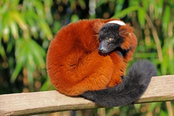 Zdjęcie Czerwony lemur czym się żywi - zaskakujące fakty o jego diecie
