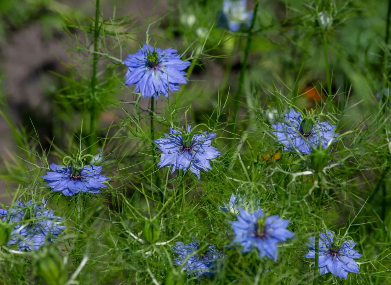 Zdjęcie Czarnuszka: Kiedy kwitnie, jak dbać i rozwiązać problemy