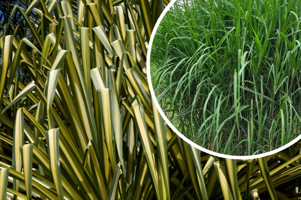 Zdjęcie Miskant olbrzymi co ile sadzić - idealne rozstawy dla zdrowych roślin