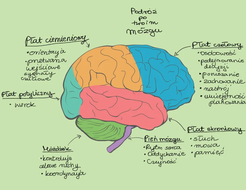 Zdjęcie Demencja to choroba mózgu, nie psychiczna. Wyjaśniamy różnice.