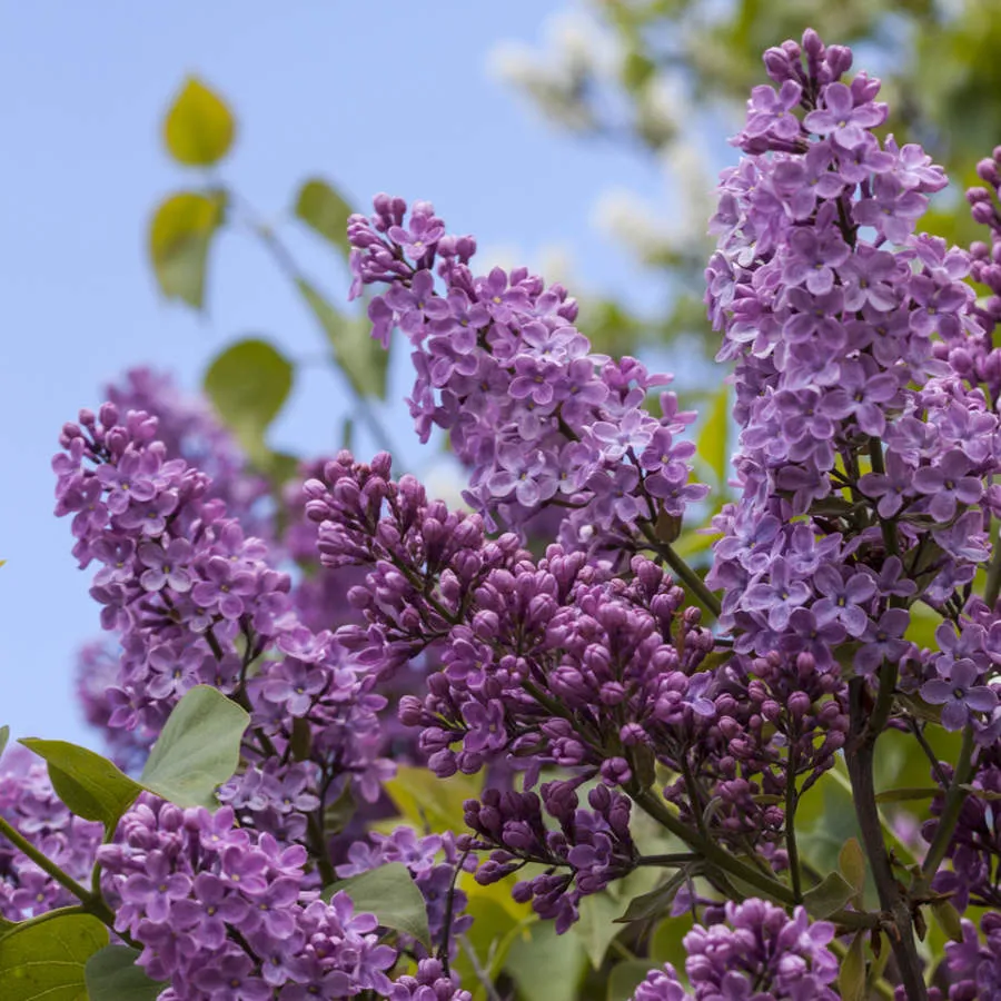 Zdjęcie Cómo cuidar el lilo árbol en maceta para un crecimiento saludable