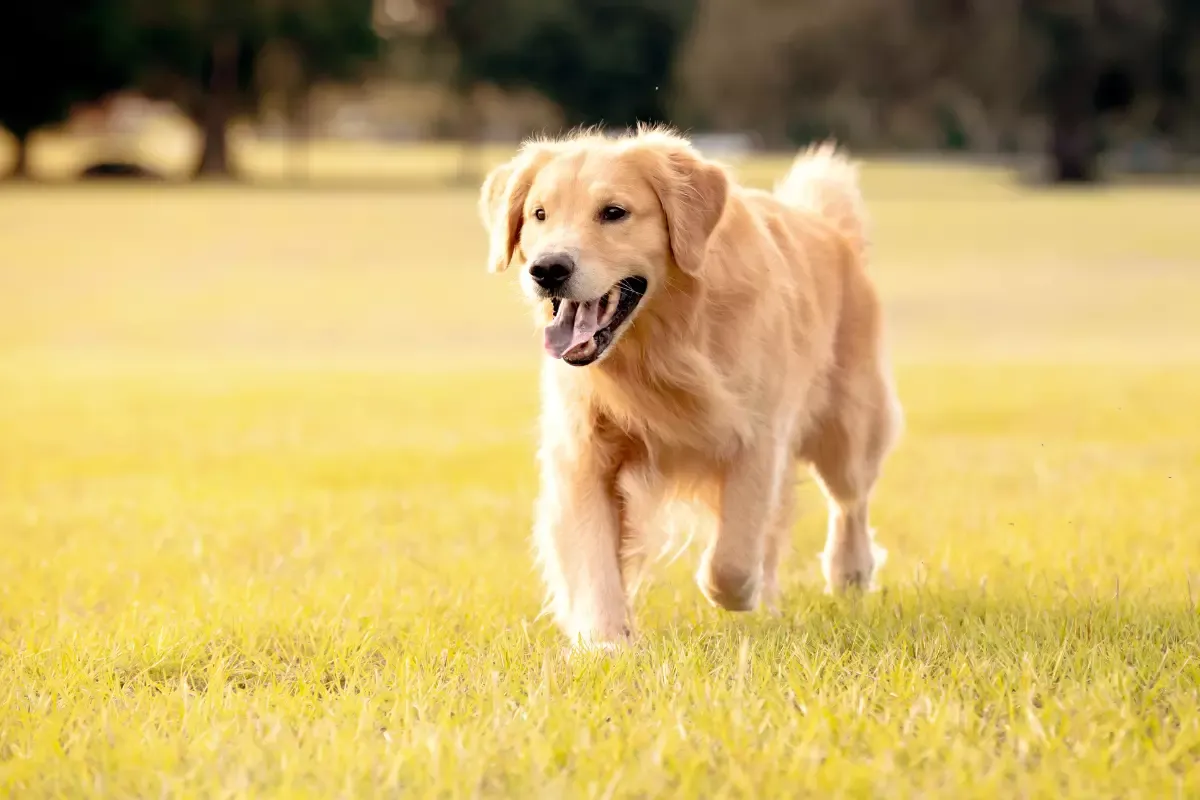 Zdjęcie Czy golden retriever ma włosy czy sierść? Odkryj prawdę o jego futrze