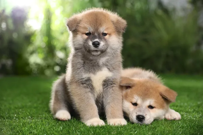 Zdjęcie Ile kosztuje pies akita? Zaskakujące ceny i co wpływa na koszt