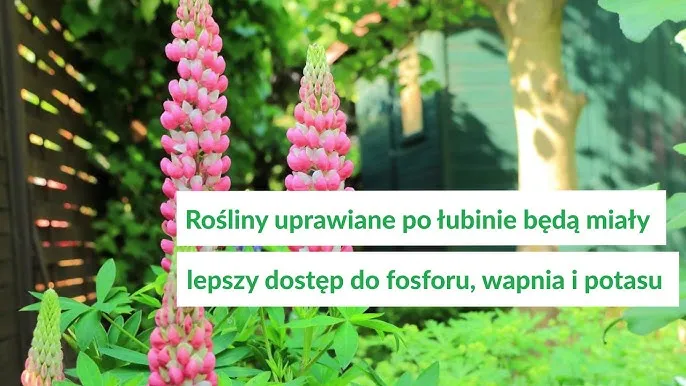 Zdjęcie Co siać po łubinie? Odkryj najlepsze rośliny dla zdrowej gleby