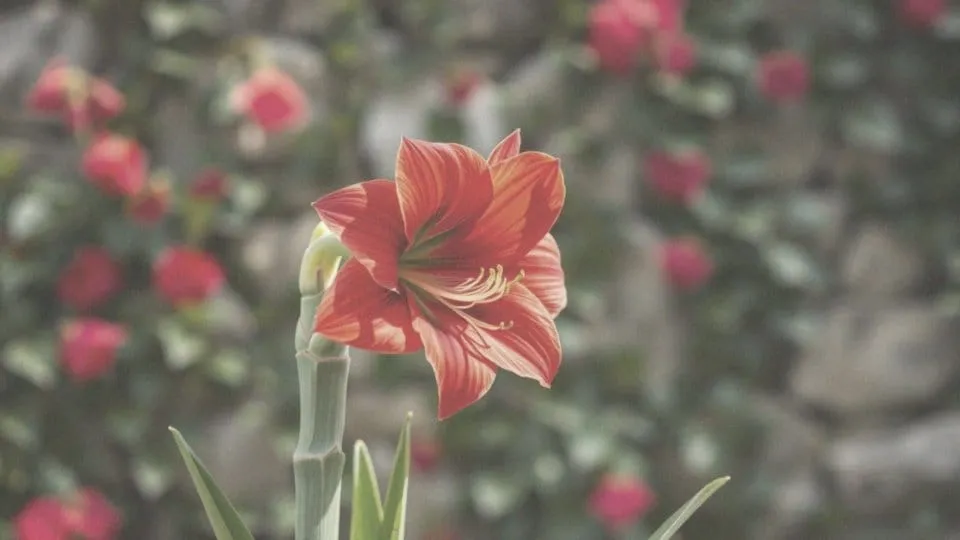 Zdjęcie Amarylis: Jak długo kwitnie i jak przedłużyć jego kwitnienie?