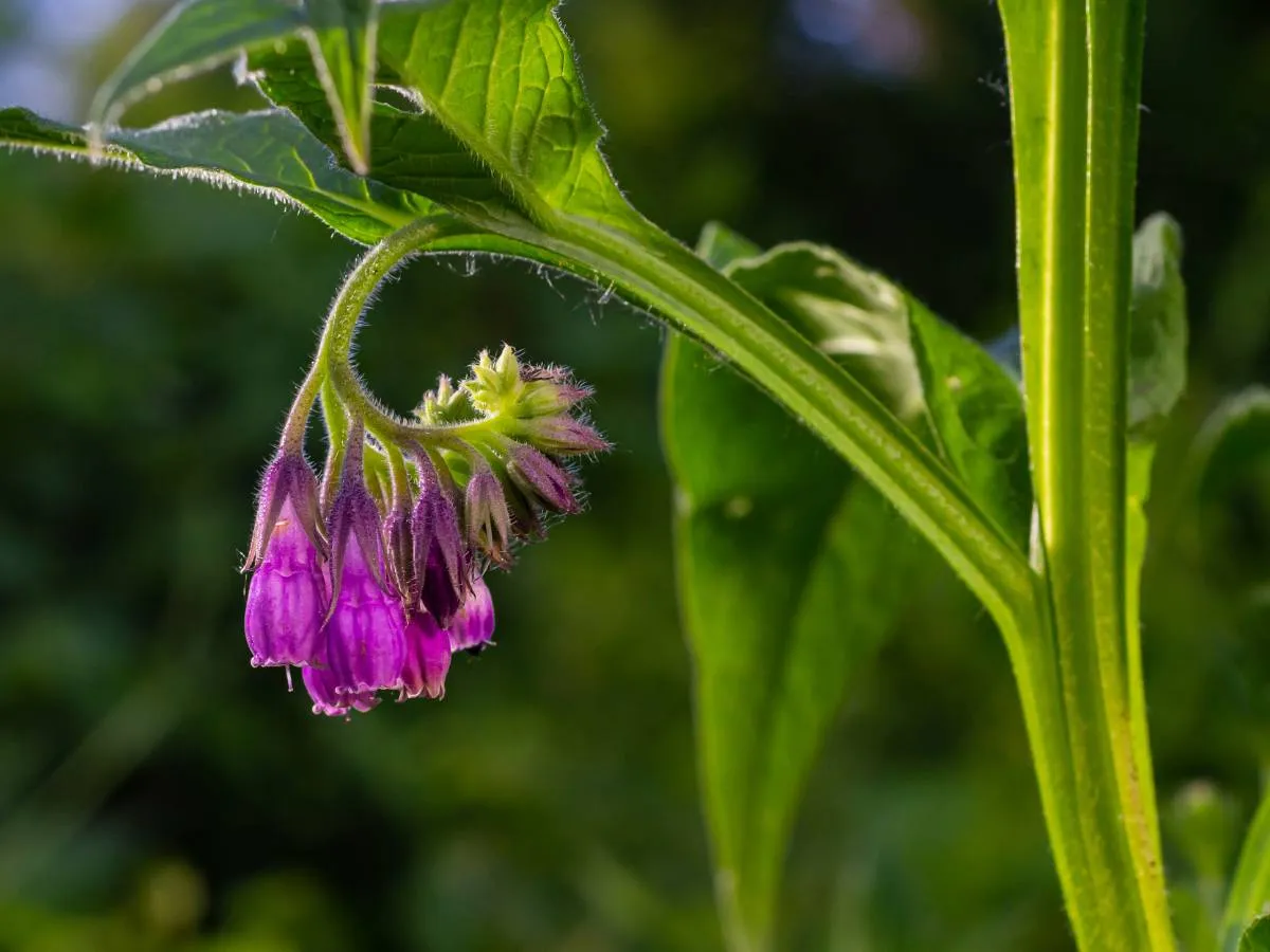 Zdjęcie Symphytum officinale w homeopatii: jak skutecznie leczyć bóle stawów
