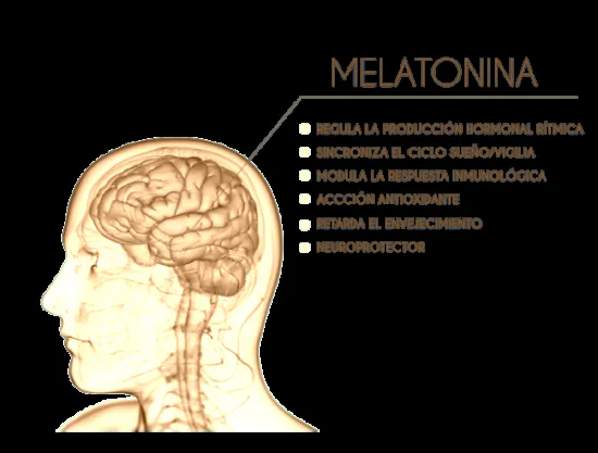 Zdjęcie La melatonina sirve para la ansiedad: ¿realmente funciona y cómo?
