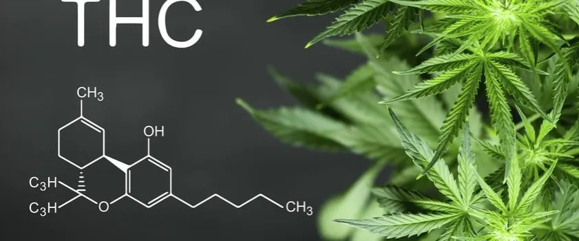 Zdjęcie Co to znaczy THC? Zrozumienie jego wpływu i znaczenia w konopiach