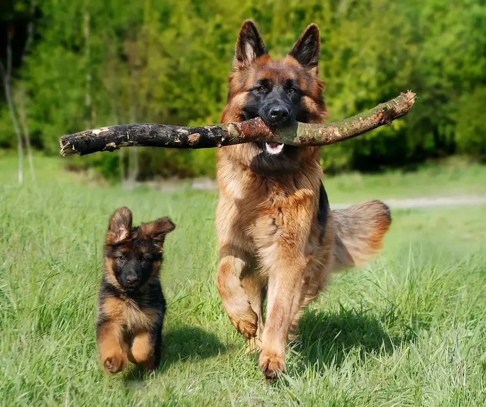 Zdjęcie Ile kosztuje Owczarek Niemiecki? Cena zakupu i utrzymania