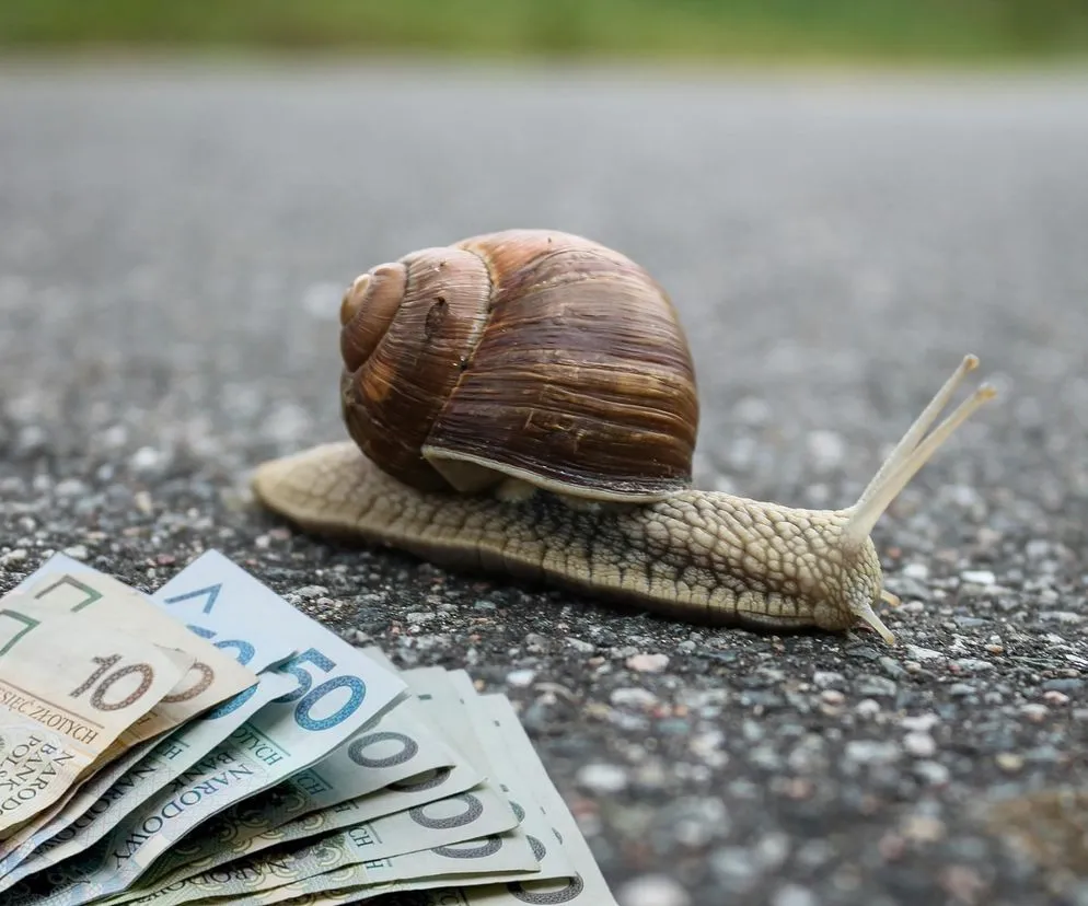 Zdjęcie Ile ślimaków na kilogram? Zaskakujące liczby i ich zastosowanie
