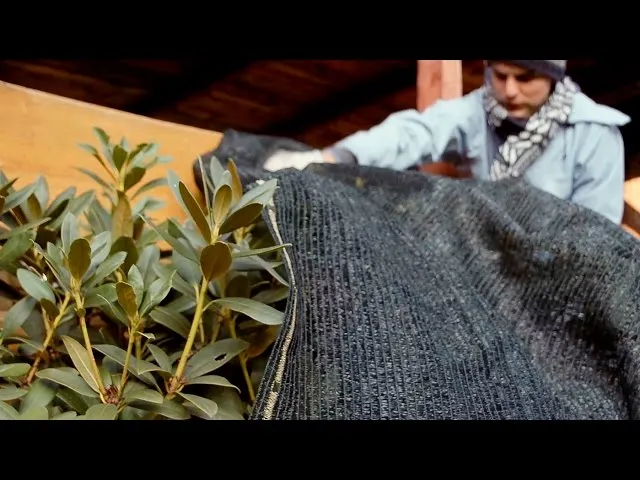 Zdjęcie Jak zabezpieczyć kwiaty na parapecie zewnętrznym przed mrozem i wiatrem