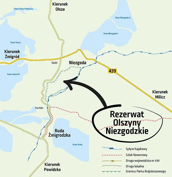 Zdjęcie Rezerwat przyrody Olszyny Niezgodzkie - tajemnice unikalnej flory i fauny