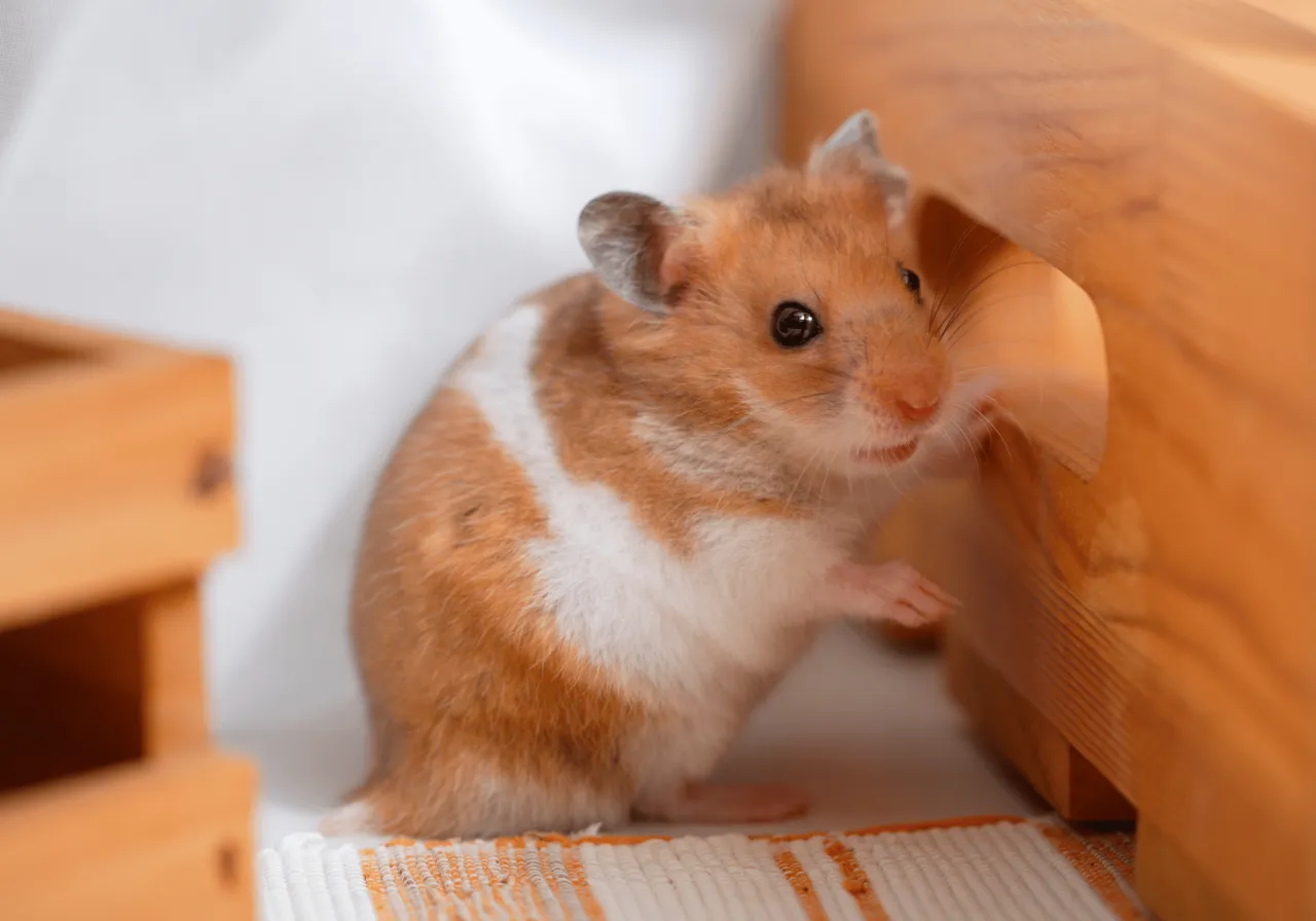 Zdjęcie Czy chomik uczula? Objawy alergii i jak je złagodzić