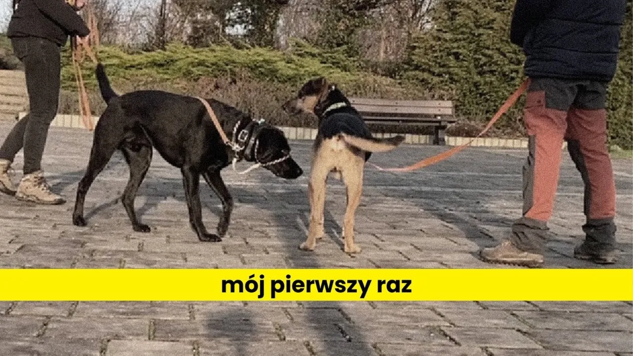 Zdjęcie Najlepsza obroża elektryczna dla owczarka niemieckiego – wybierz mądrze