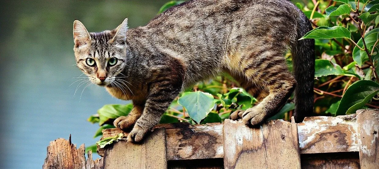 Zdjęcie Was hilft bei Katzen gegen Zecken? Effektive Methoden und Tipps