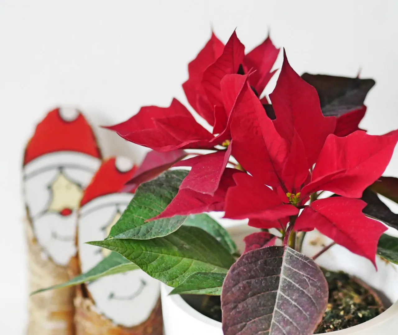 Zdjęcie Czy gwiazda betlejemska uczula? Sprawdź ryzyko alergii i objawy