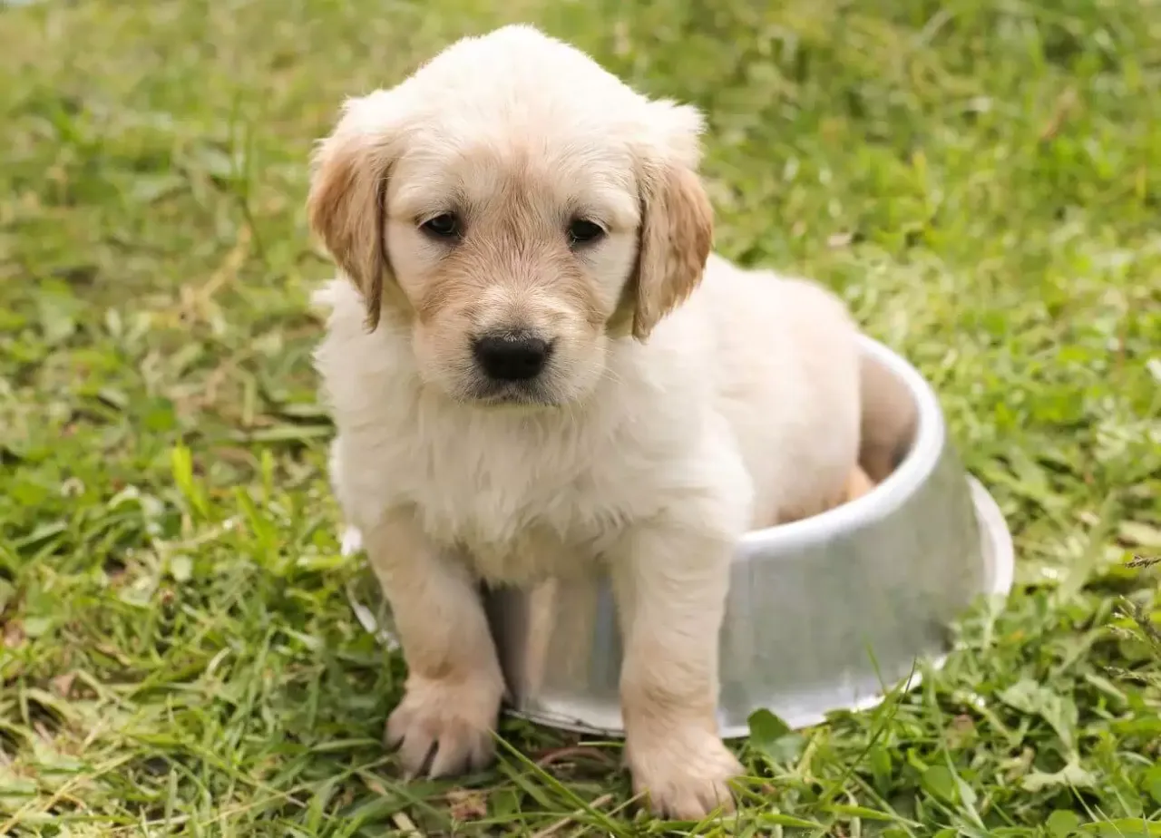 Zdjęcie Ile powinien jeść szczeniak shih tzu? Błędy w żywieniu, które szkodzą psu
