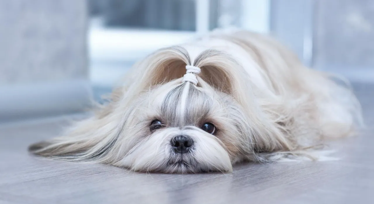 Zdjęcie Ile powinien jeść szczeniak shih tzu? Błędy w żywieniu, które szkodzą psu