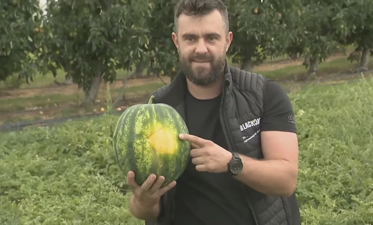 Zdjęcie W jakim kraju rosną arbuzy? Odkryj największe producentów i ich tajemnice