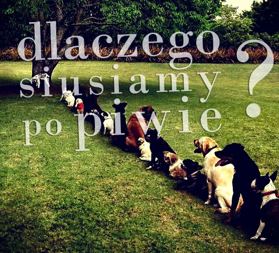 Zdjęcie Dlaczego piwo jest moczopędne i co to oznacza dla zdrowia?