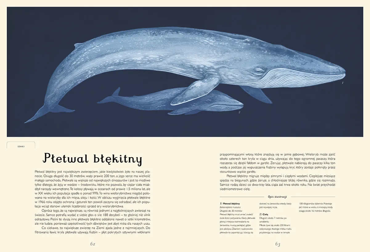 Zdjęcie Oceanarium Warszawa: Dlaczego nie znajdziesz tu żywych organizmów?