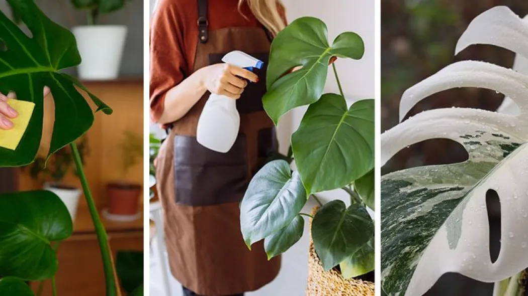 Zdjęcie Kwitnąca Monstera w Domu: Jak Osiągnąć Sukces?