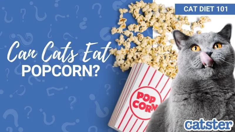 Zdjęcie Czy koty mogą jeść popcorn? Poznaj ryzyko i zdrowe alternatywy