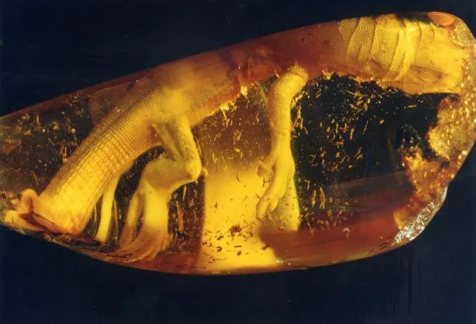 Zdjęcie Nalewka z bursztynu na co pomaga – poznaj jej niezwykłe właściwości