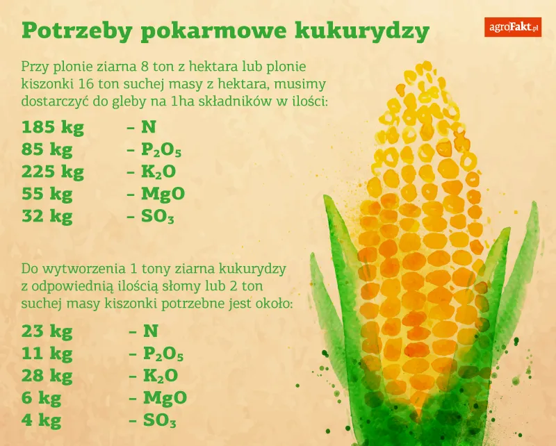 Zdjęcie Ile nawozu na kukurydze? Odkryj idealne dawki dla zdrowego plonu