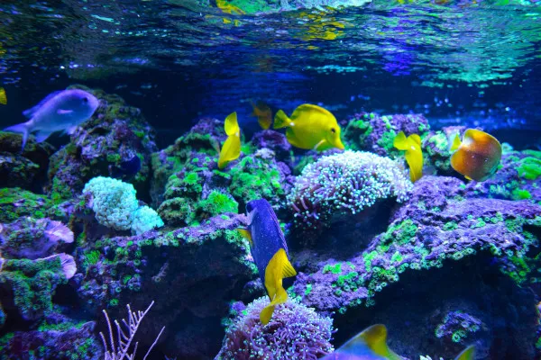 Zdjęcie Jak obniżyć NO₃ w akwarium i poprawić zdrowie ryb i roślin